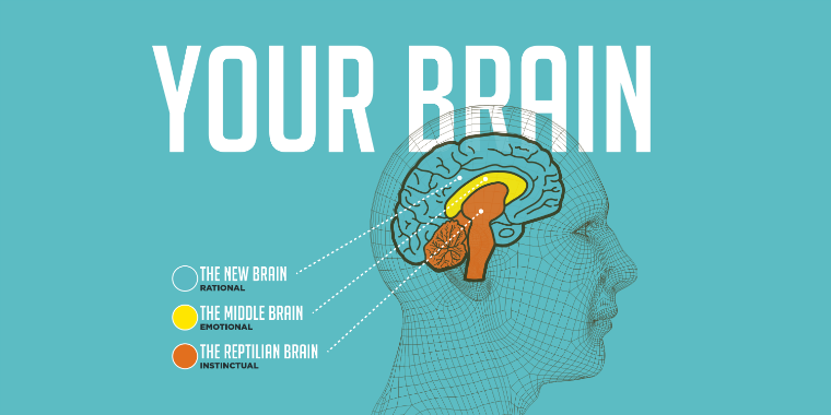 Как наш мозг принимает решения